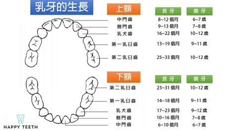 門牙下面的牙齒|您知道人類牙齒的所有名稱嗎？ 